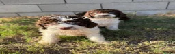 Perro de Agua Español perros en venta: Disponible Perros de agua de Calidad  - Anuncio 1