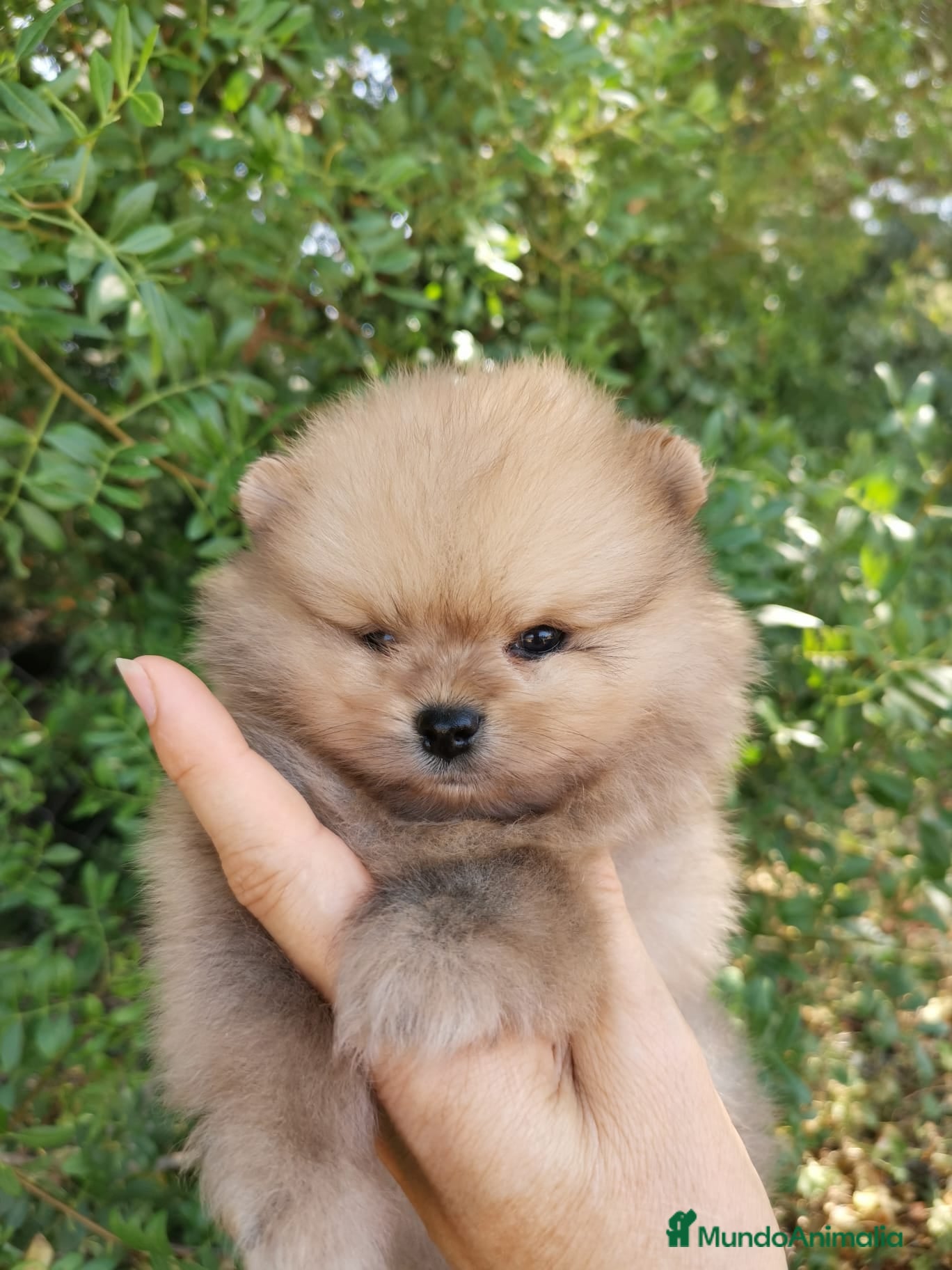 Pomerania perros Pomerania TOY de calidad  - Anuncio 1
