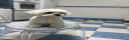 Bichón Maltés perros en venta: Bichon Maltes - Anuncio 2