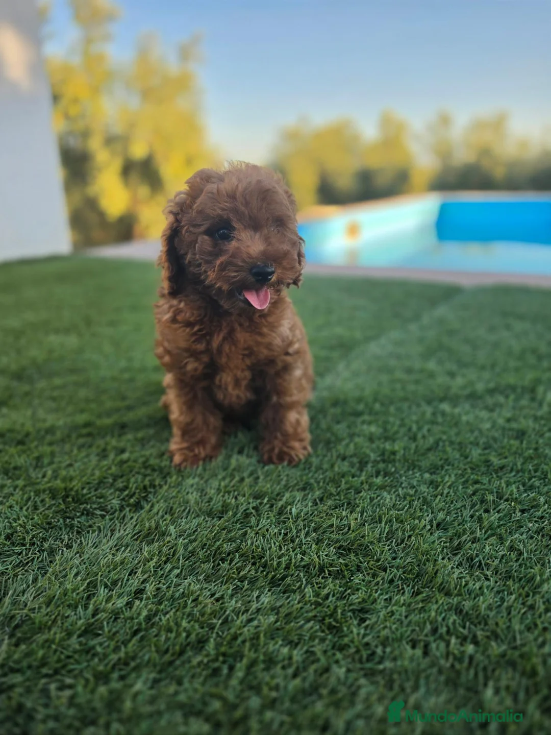 Caniche Toy perros en venta: CANICHE TOY - Anuncio 1