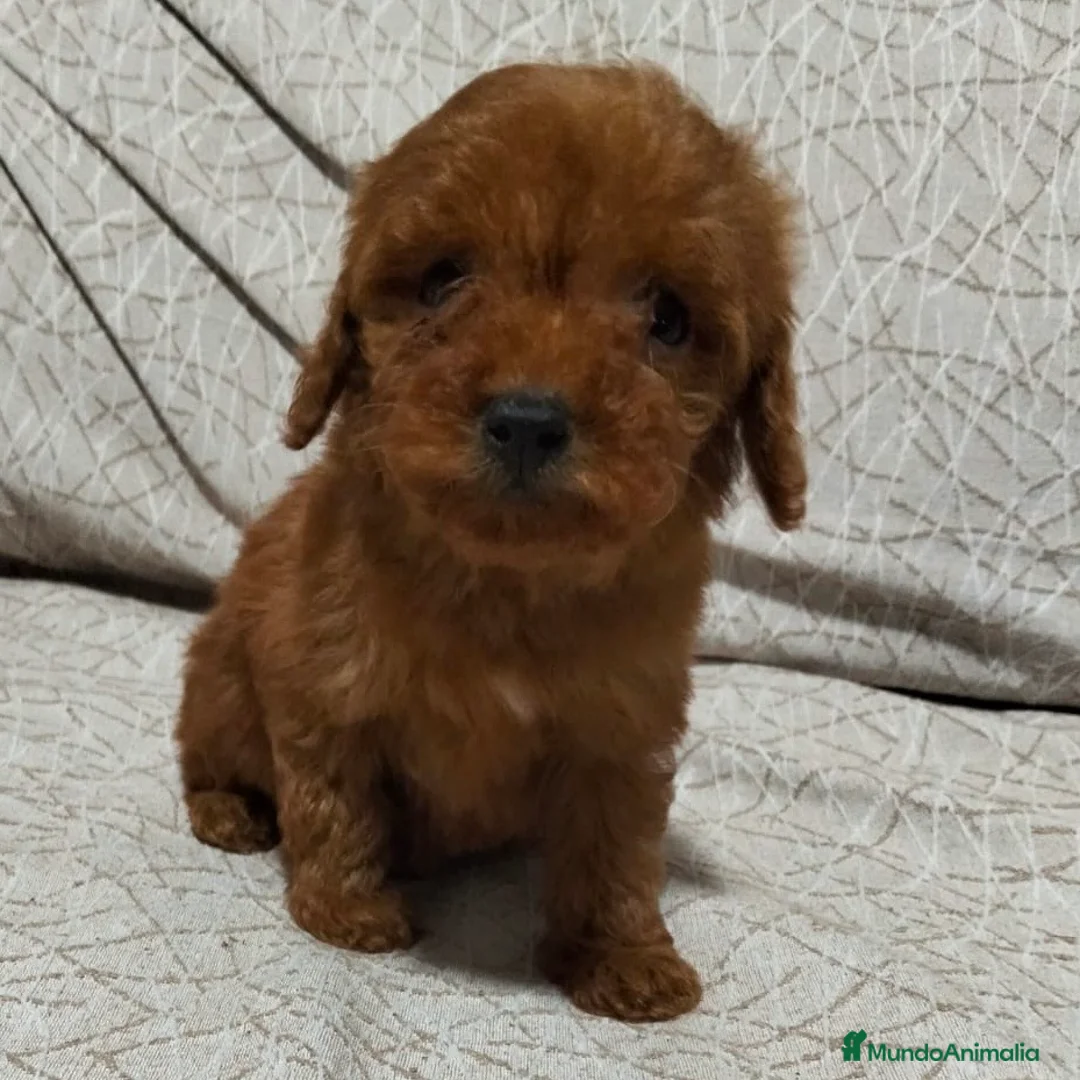 Caniche Toy perros en venta: Caniche Rojo  - Anuncio 4