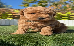 Caniche Toy perros en venta: CANICHE TOY MACHO - Anuncio 17