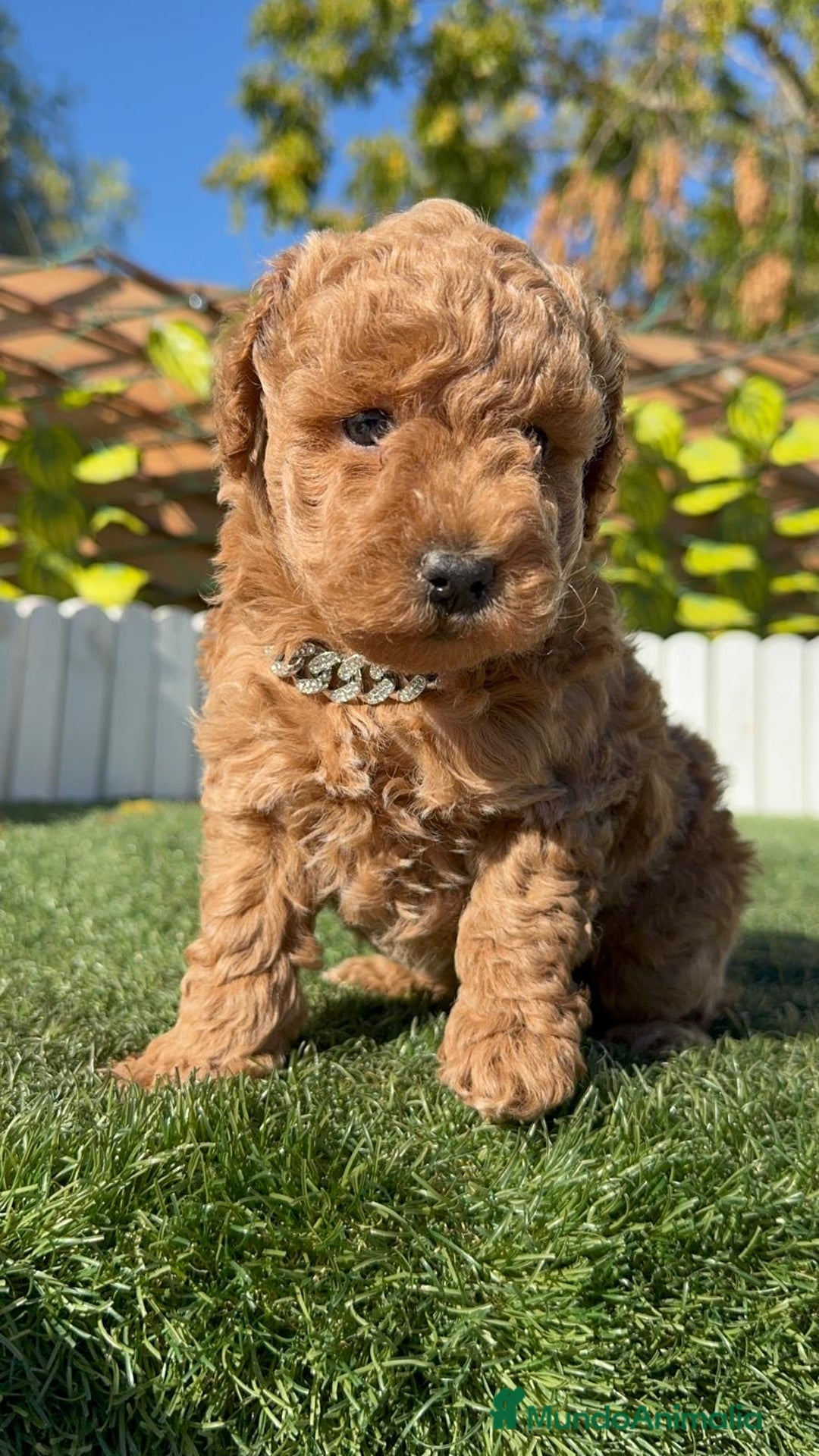 Caniche Toy perros en venta: CANICHE TOY MACHO - Anuncio 17