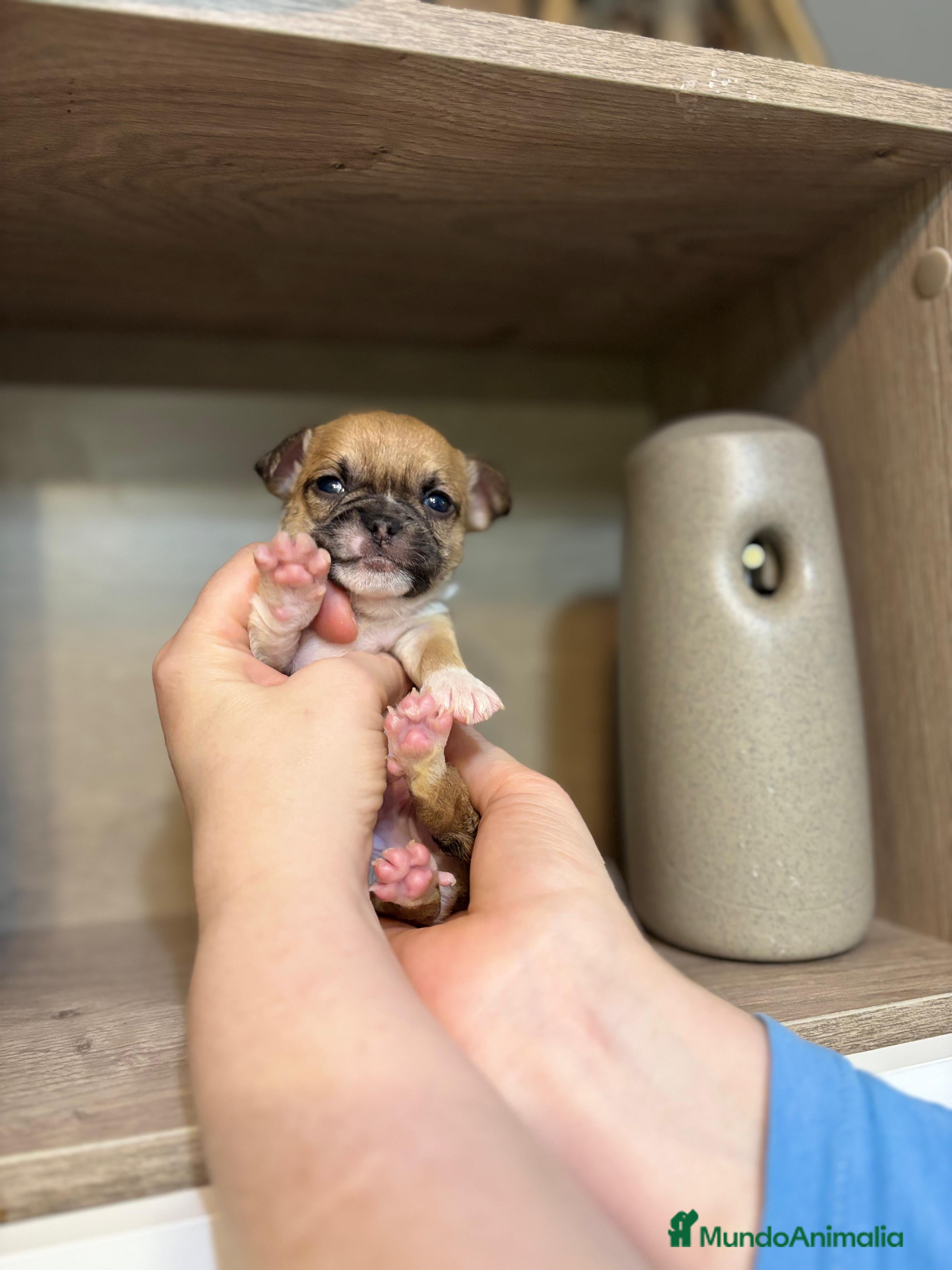 Chihuahua perros Chihuahua línea rusa  - Anuncio 1