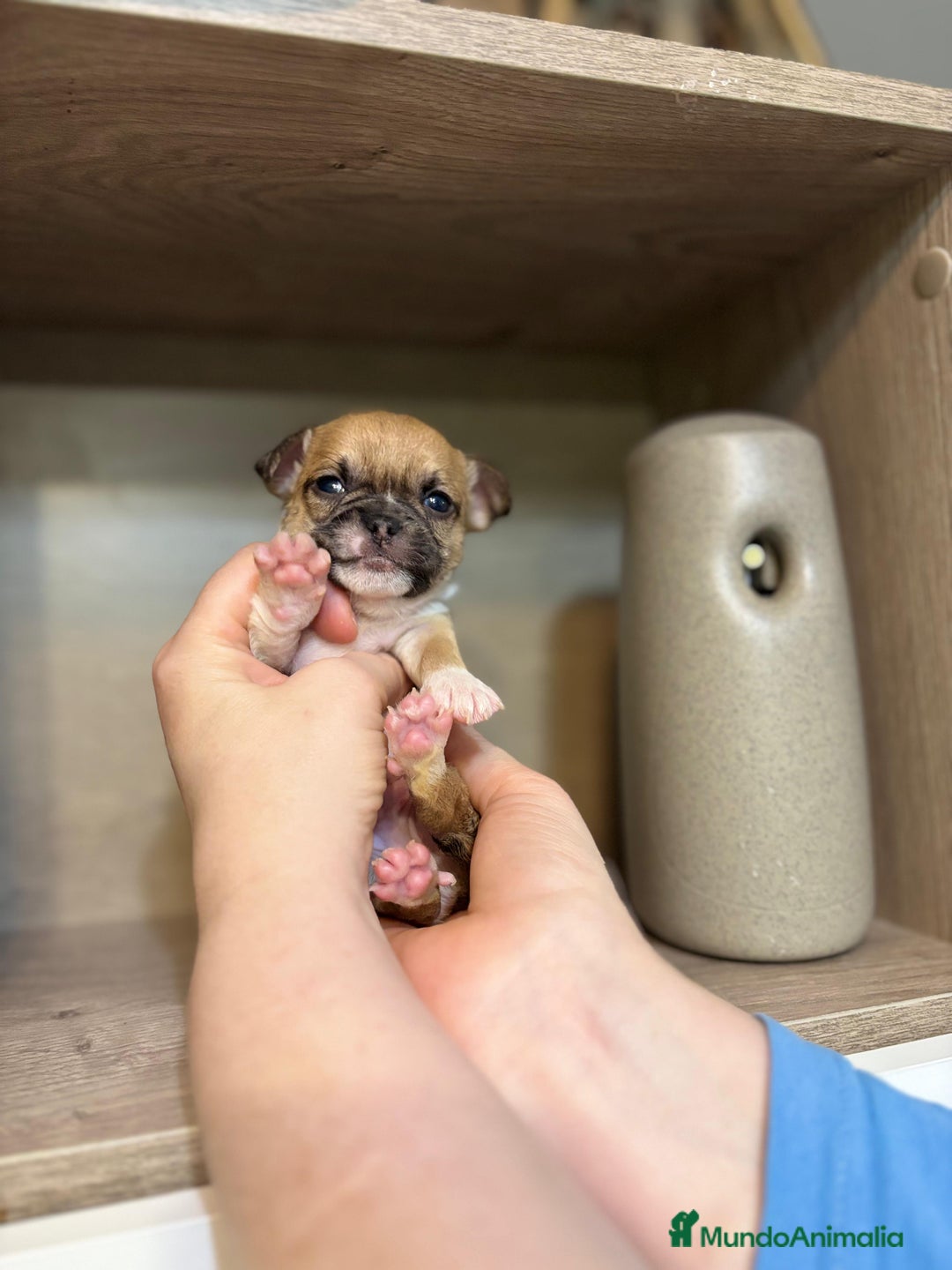 Chihuahua perros en venta: Chihuahua línea rusa  - Anuncio 1