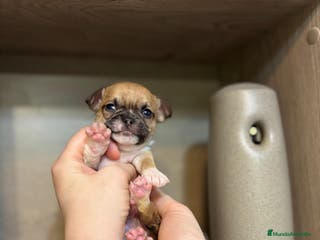 Chihuahua perros Chihuahua línea rusa - Anuncio 20