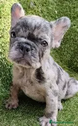 Bulldog Francés perros CACHORRO BULLDOG FRANCES MACHO Y HEMBRA - Anuncio 1