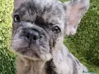 Bulldog Francés perros CACHORRO BULLDOG FRANCES MACHO Y HEMBRA - Anuncio 1