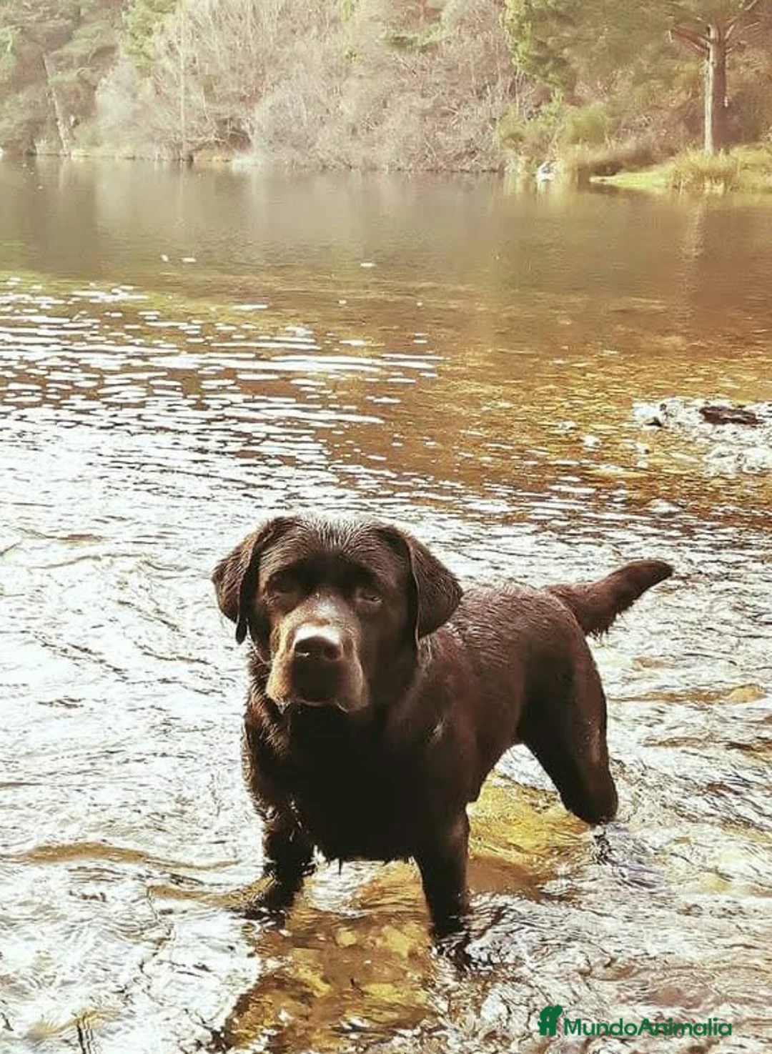 Imagen de galería {{count}}