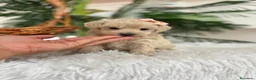 Maltipoo perros en venta: MALTIPOO HEMBRA - Anuncio 15