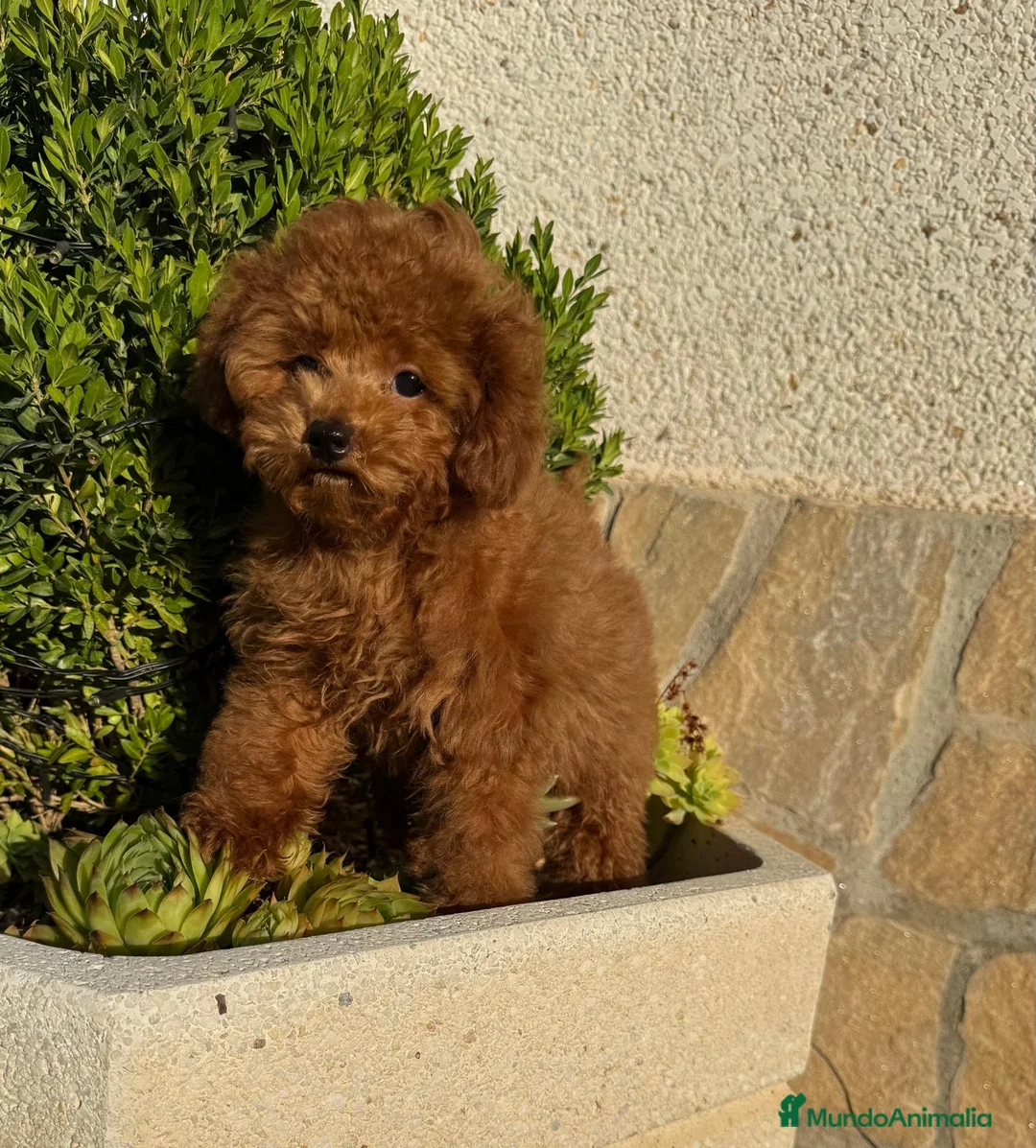 Caniche Toy perros en venta: Caniche toy hembra mini toy disponible  - Anuncio 6