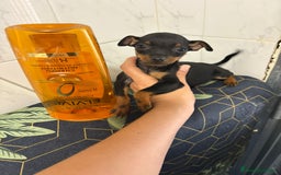 Pinscher Miniatura perros en venta: Pinscher miniatura  - Imagen 4