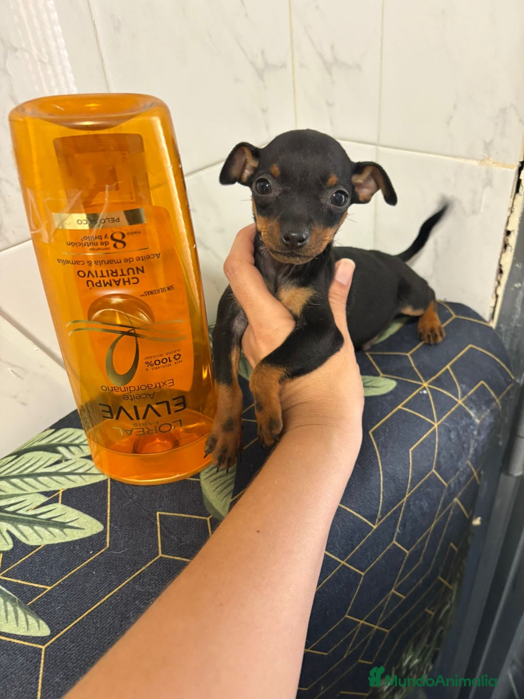 Pinscher Miniatura perros en venta: Pinscher miniatura  - Imagen 4