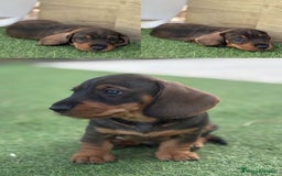 Teckel Miniatura perros en venta: PRECIOSOS TECKEL DISPONIBLES  - Imagen 1