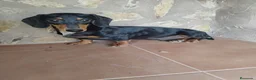 Teckel Miniatura perros en venta: Macho teckel negro y fuego  - Anuncio 2