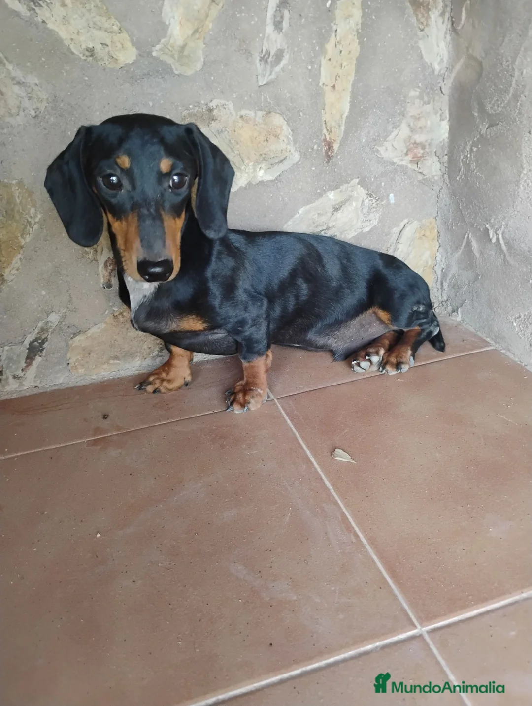 Teckel Miniatura perros en venta: Macho teckel negro y fuego  - Anuncio 2