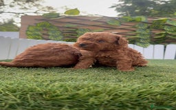 Caniche Toy perros en venta: CANICHE TOY - Imagen 13