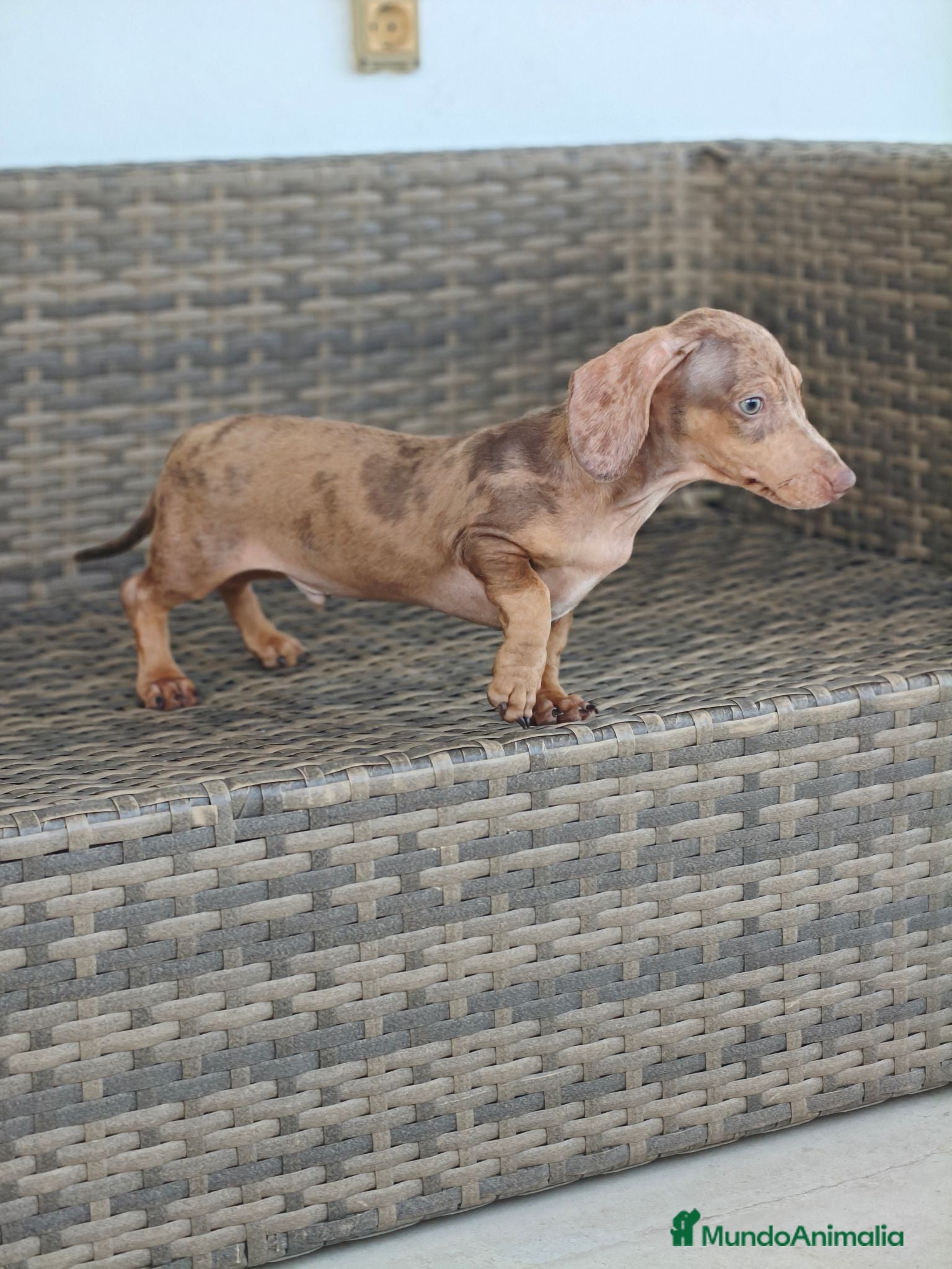 Teckel Miniatura perros Teckel Mini macho Merle chocolate  - Anuncio 2