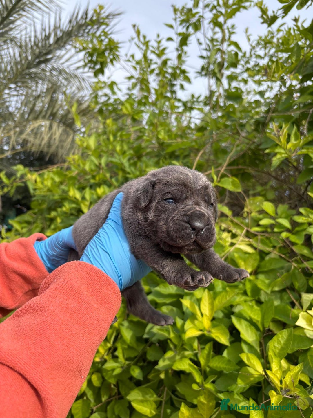 Cane Corso perros en venta: Cane Corso - Anuncio 5