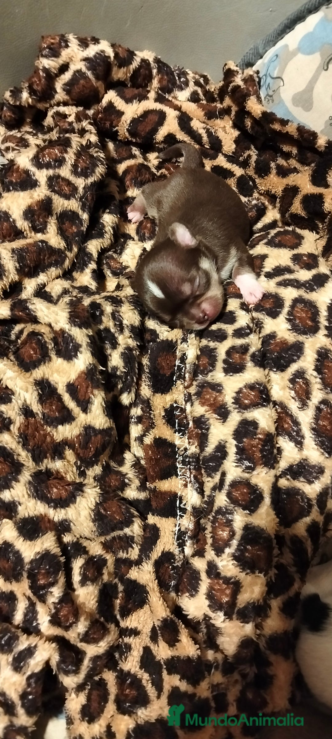 Chihuahua perros en venta: Camada de chihuahuas - Imagen 3
