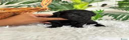 Caniche Toy perros en venta: CANICHE TOY HEMBRA - Anuncio 18