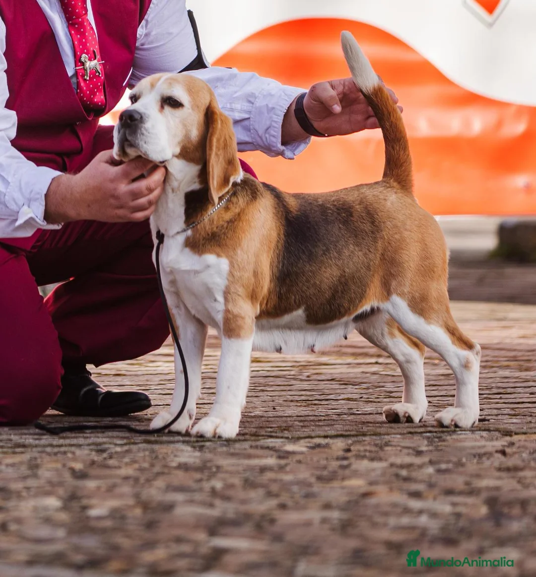 Beagle perros en venta: Cachorros de beagle tricolor  - Anuncio 2