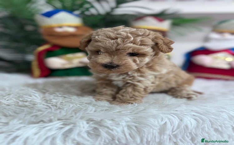 Caniche Toy perros CANICHE TOY - Anuncio 1