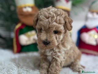 Caniche Toy perros CANICHE TOY - Anuncio 1