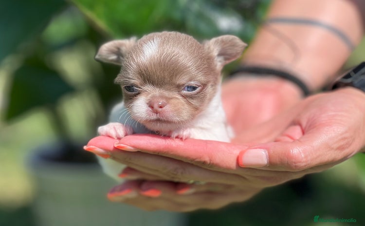 Chihuahua perros - Anuncio 1