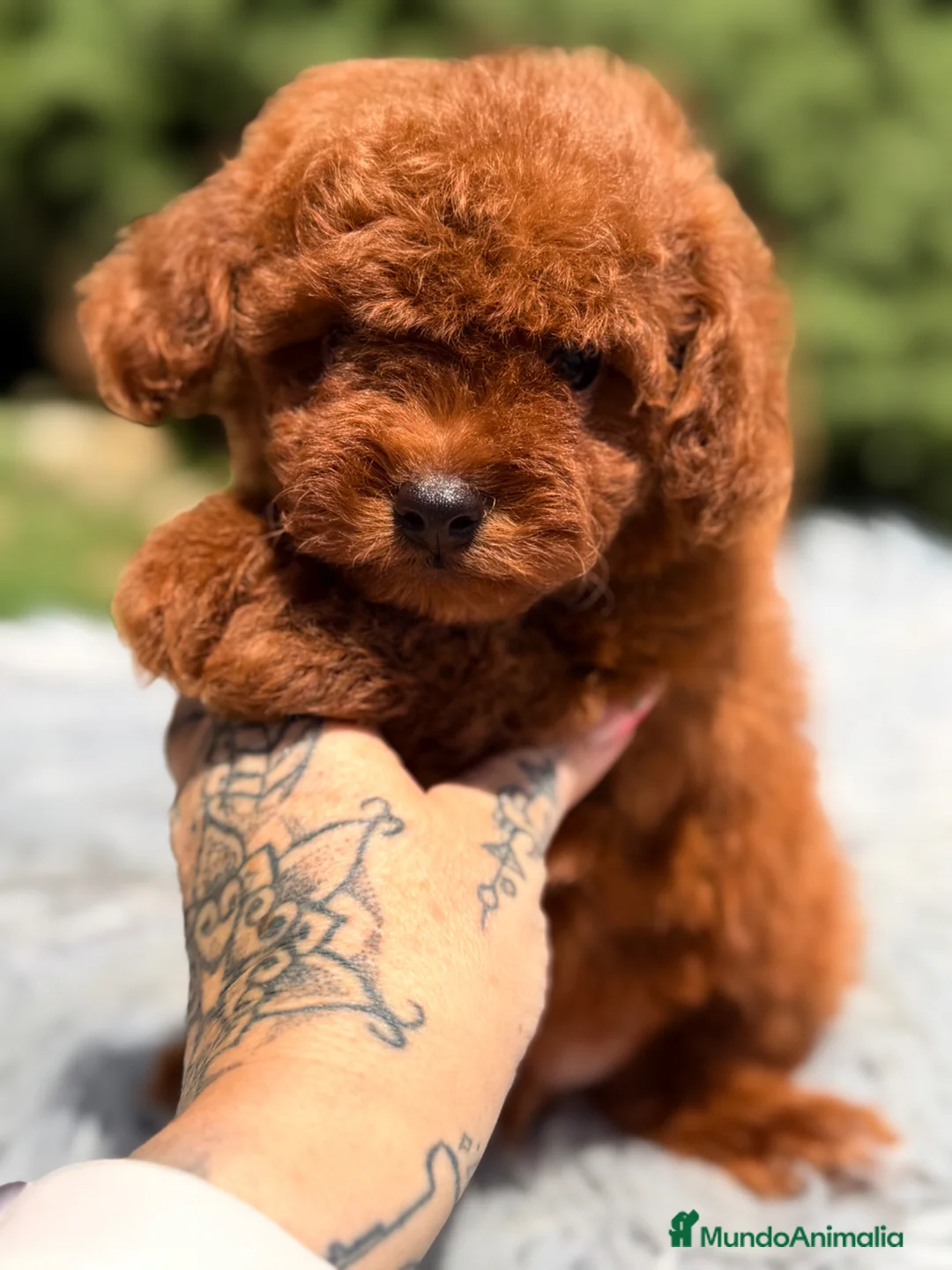 Caniche Toy perros en venta: Caniche Toy macho rojo  - Anuncio 2