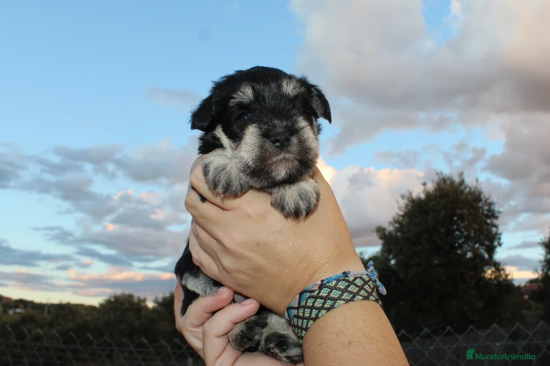 Imagen de galería {{count}}