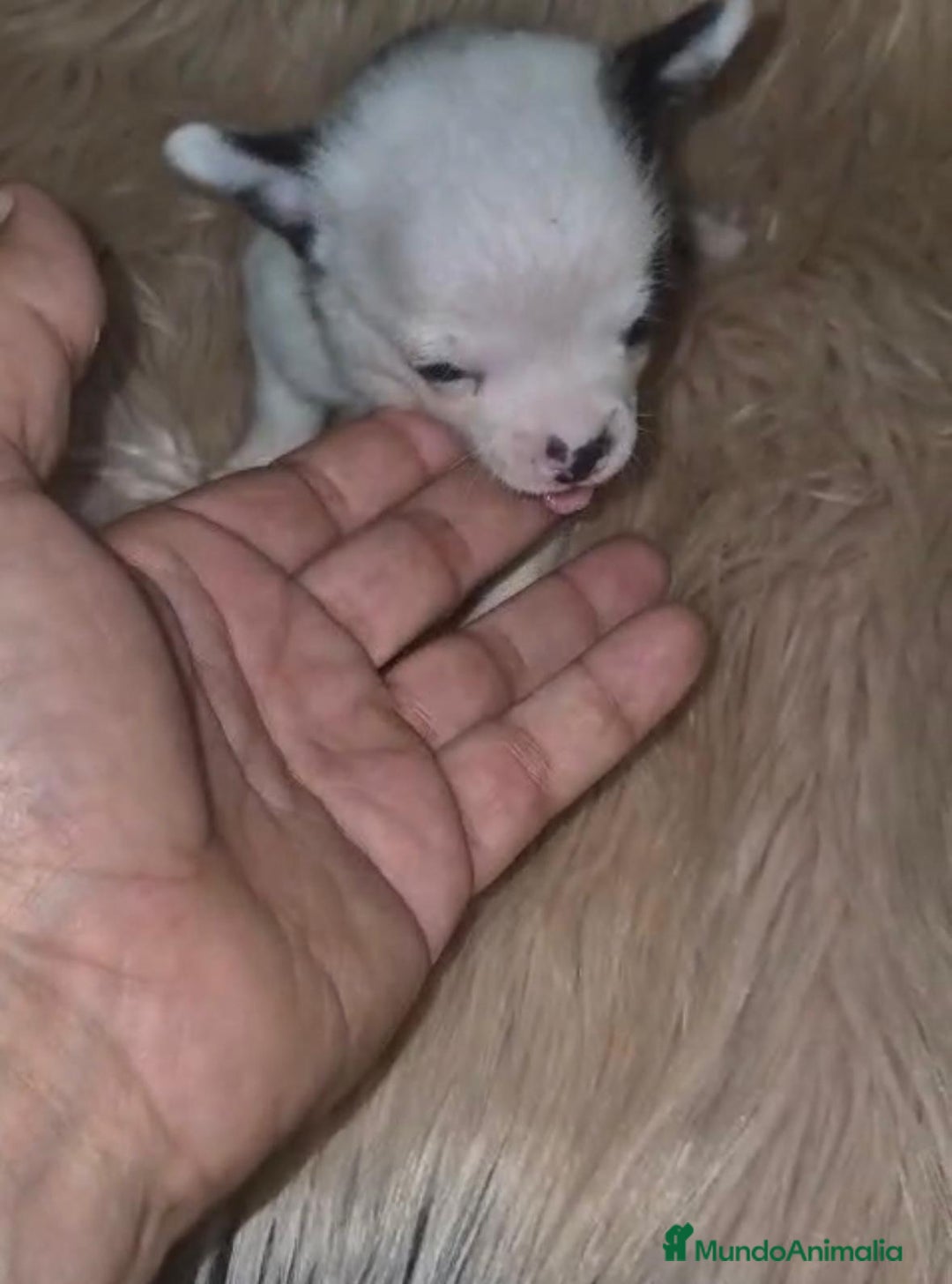 Chihuahua perros en venta: Chihuahua mini-toy ruso - Imagen 12