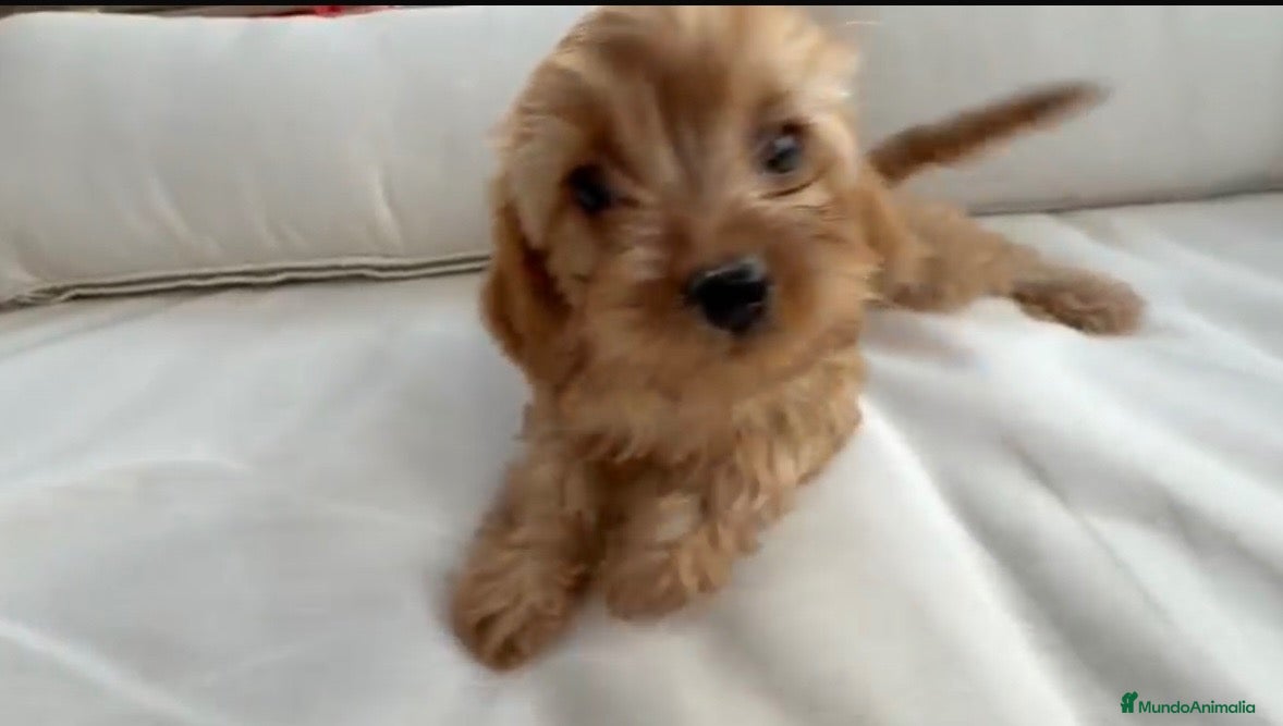 Cavapoo perros Cavapoo  - Anuncio 1