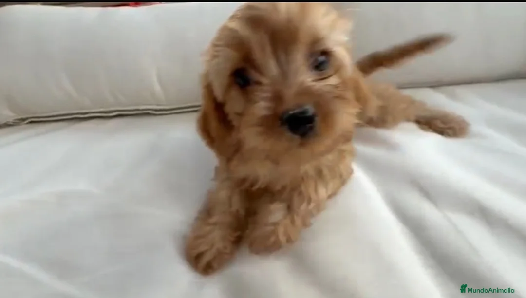 Cavapoo perros en venta: Cavapoo  - Anuncio 1