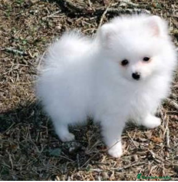 Pomerania perros POMERANEAS PRECIO REAL!! GRAN CALIDAD  - Anuncio 14
