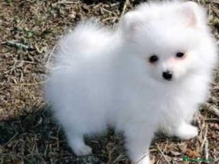 Pomerania perros POMERANEAS PRECIO REAL!! GRAN CALIDAD - Anuncio 29