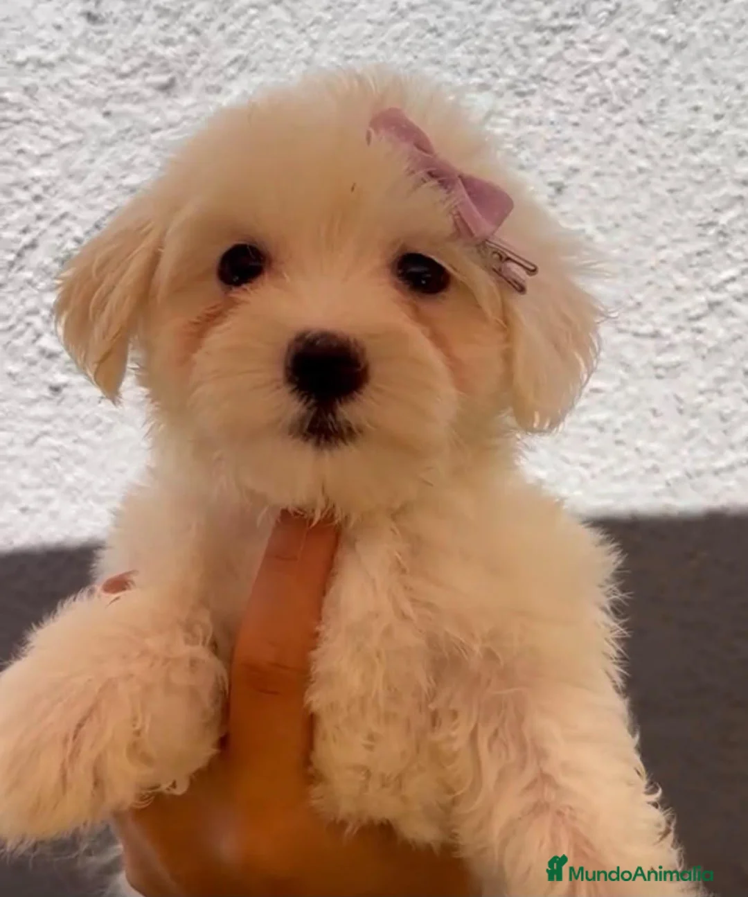 Bichón Maltés perros en venta: Camada de Bichon maltes - Anuncio 3