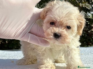 Maltipoo perros en Barcelona - Anuncio 36