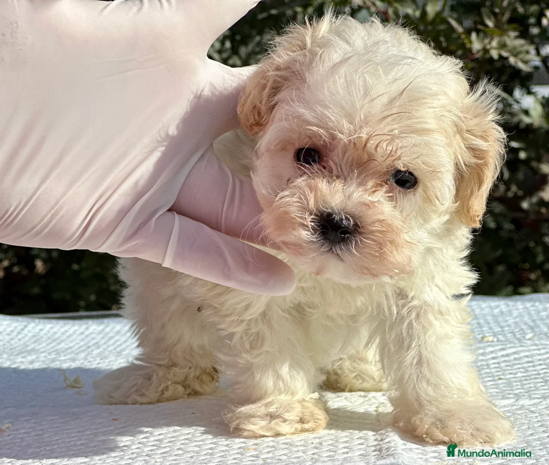 Maltipoo perros en venta: MALTIPOO HEMBRA DISPONIBLE en Barcelona - Anuncio 1