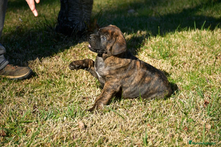 Imagen de galería {{count}}