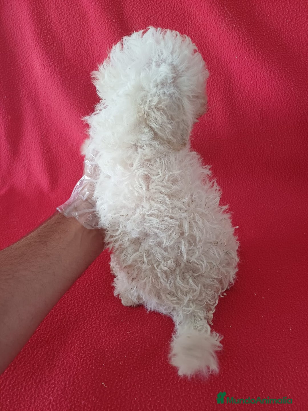 Caniche Enano perros en venta: Caniche Enano  - Imagen 3