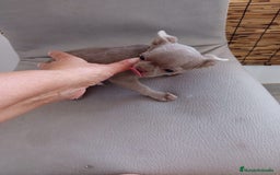 Chihuahua perros en venta: Chihuahua azul macho  - Imagen 1