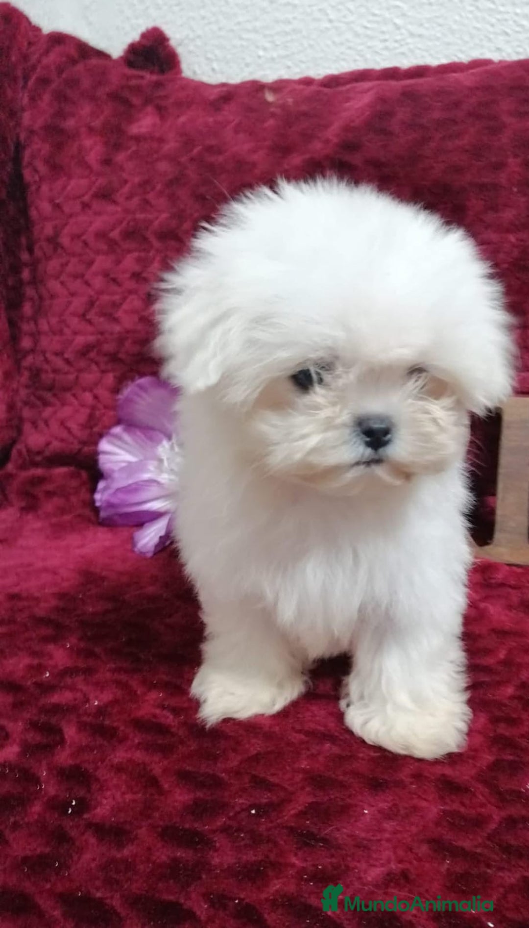 Bichón Maltés perros en venta: BICHON MALTES TOY  - Anuncio 2