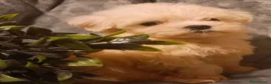Bichón Maltés 1