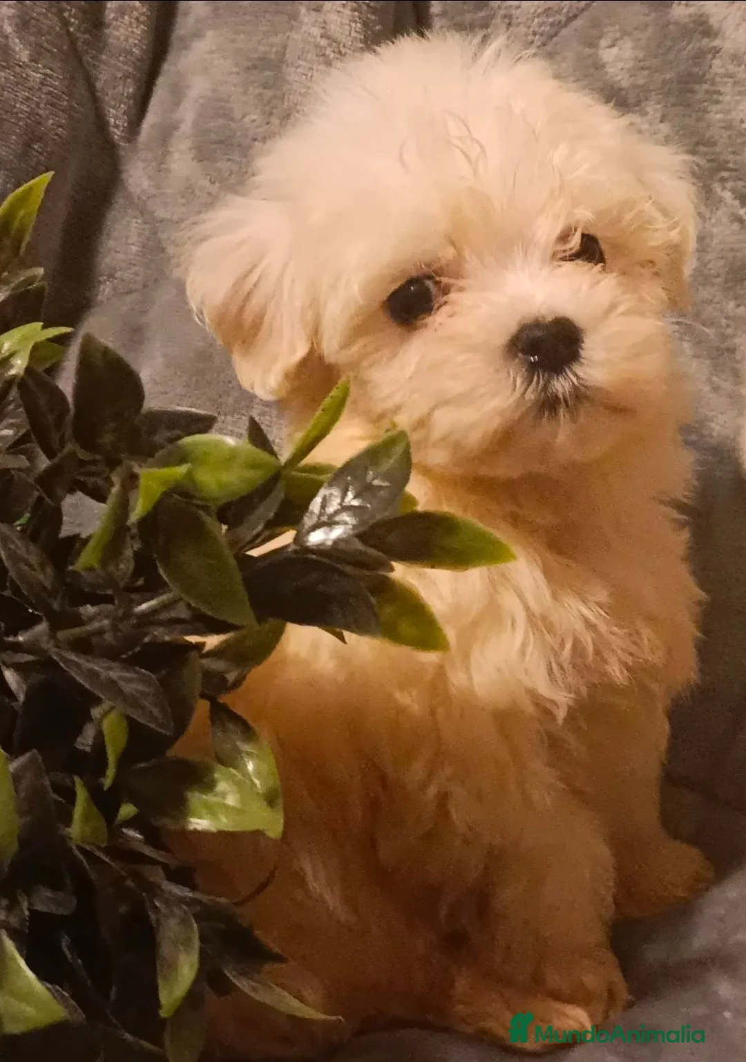 Bichón Maltés perros en venta: Bichon maltés macho - Anuncio 5