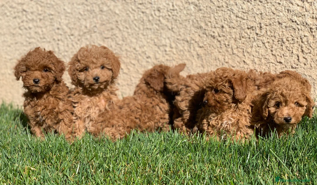 Caniche Enano perros en venta: Cachorros de Caniche en Madrid - Anuncio 3