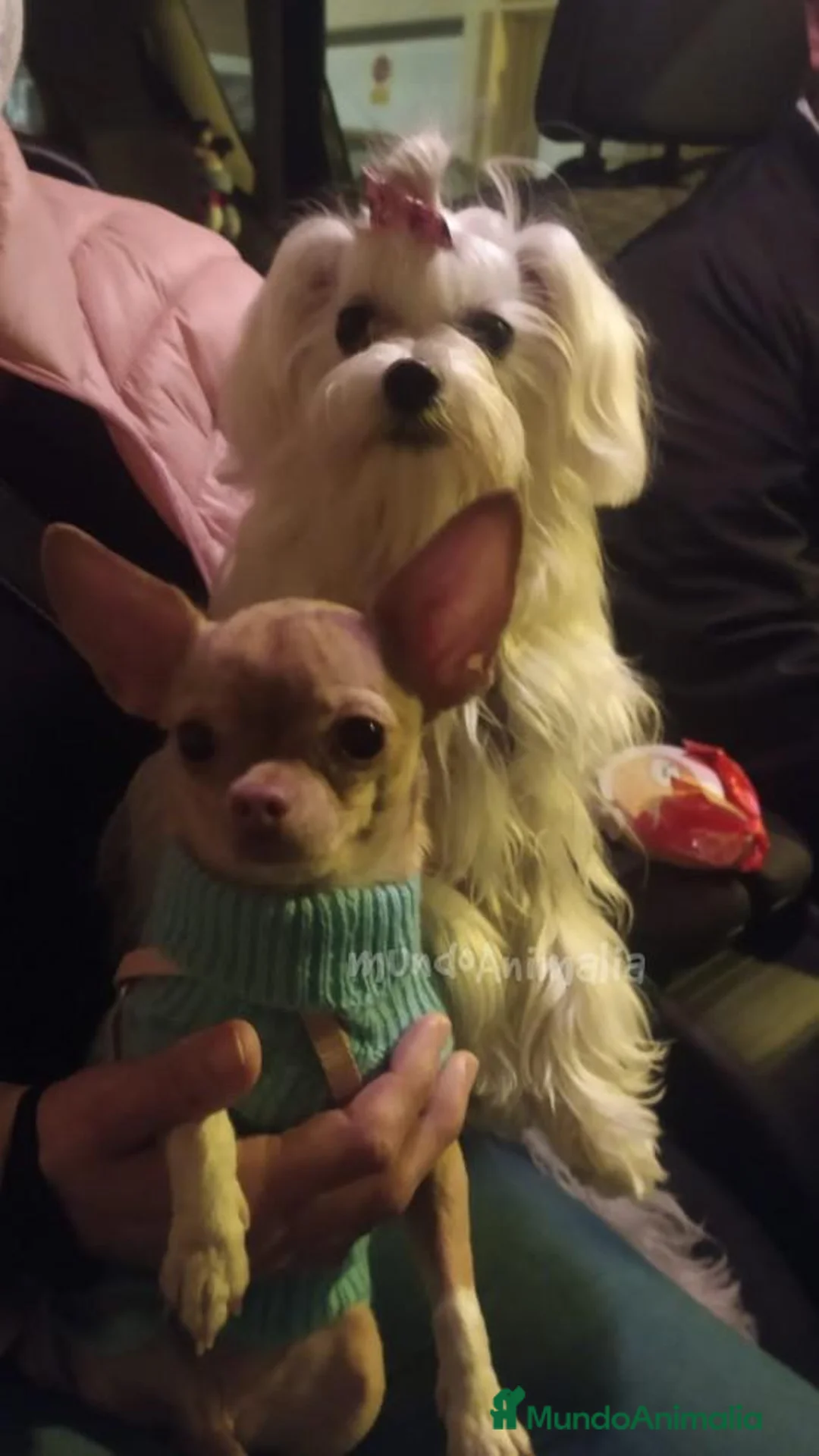 Imagen de galería {{count}}