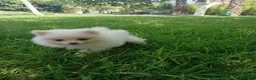 Pomerania perros en venta: Disponible hembra de pomerania de calidad  - Anuncio 4