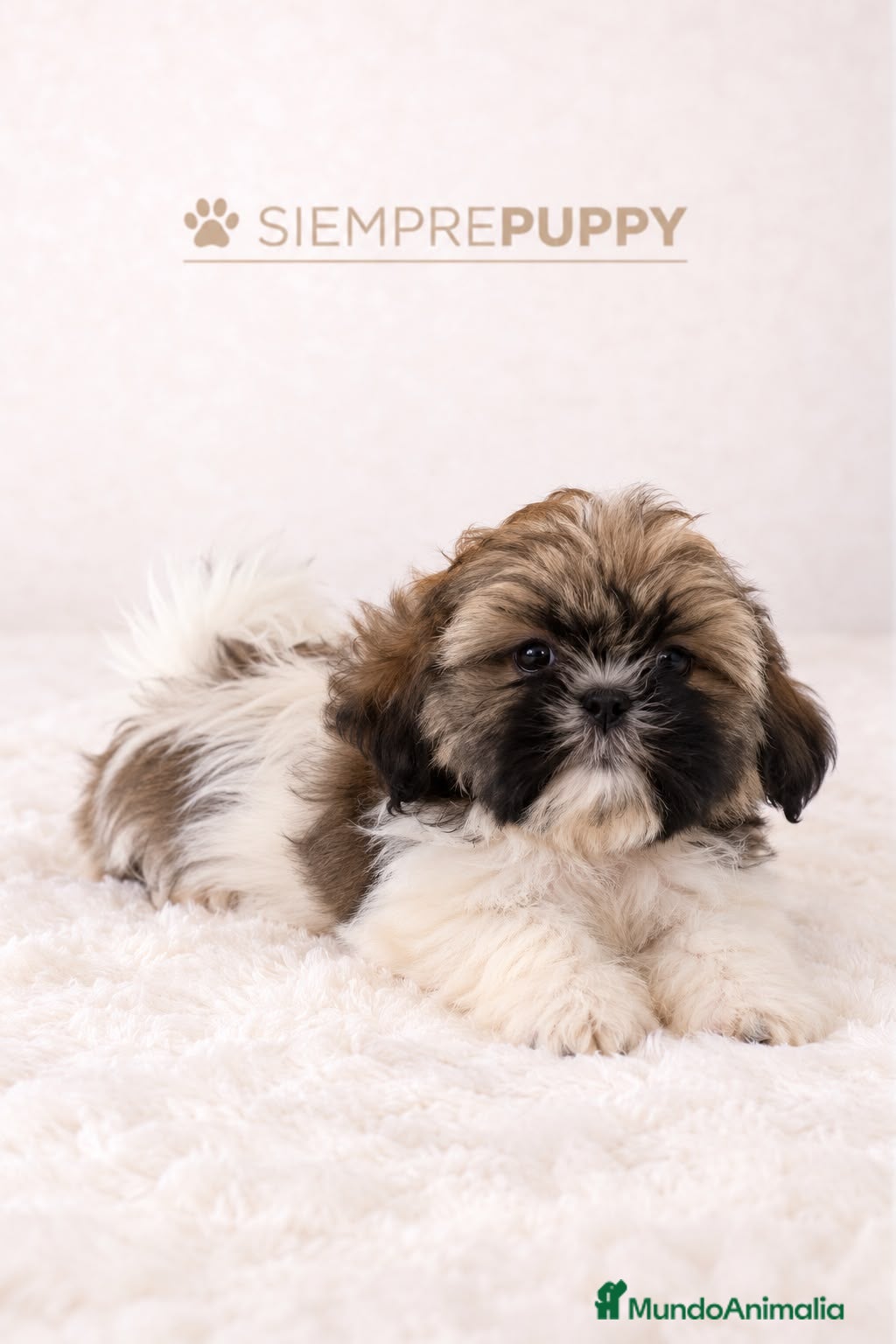 Shih Tzu perros HERMOSOS CACHORROS SHIH TZU - Anuncio 4