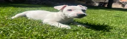 Jack Russell Terrier perros en venta: Último cachorro Jack Russell 500€ - Anuncio 1